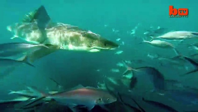 Quand un grand requin blanc attaque un autre grand requin blanc