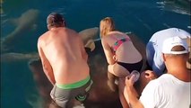 Une femme donne à manger à un requin… et se fait mordre !