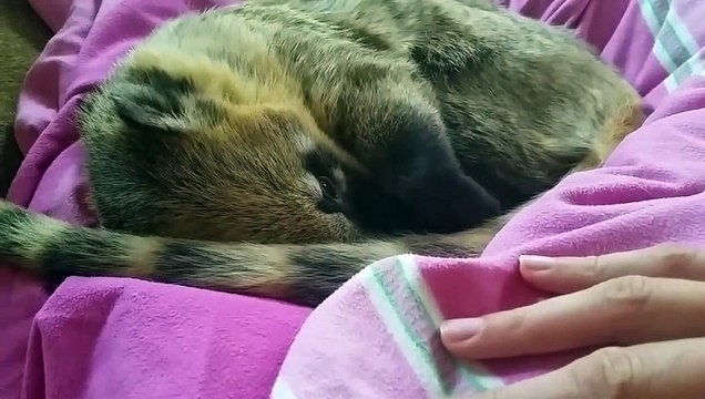Ce coati adore les câlins !