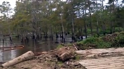 Louisiane : des arbres engloutis par un trou géant