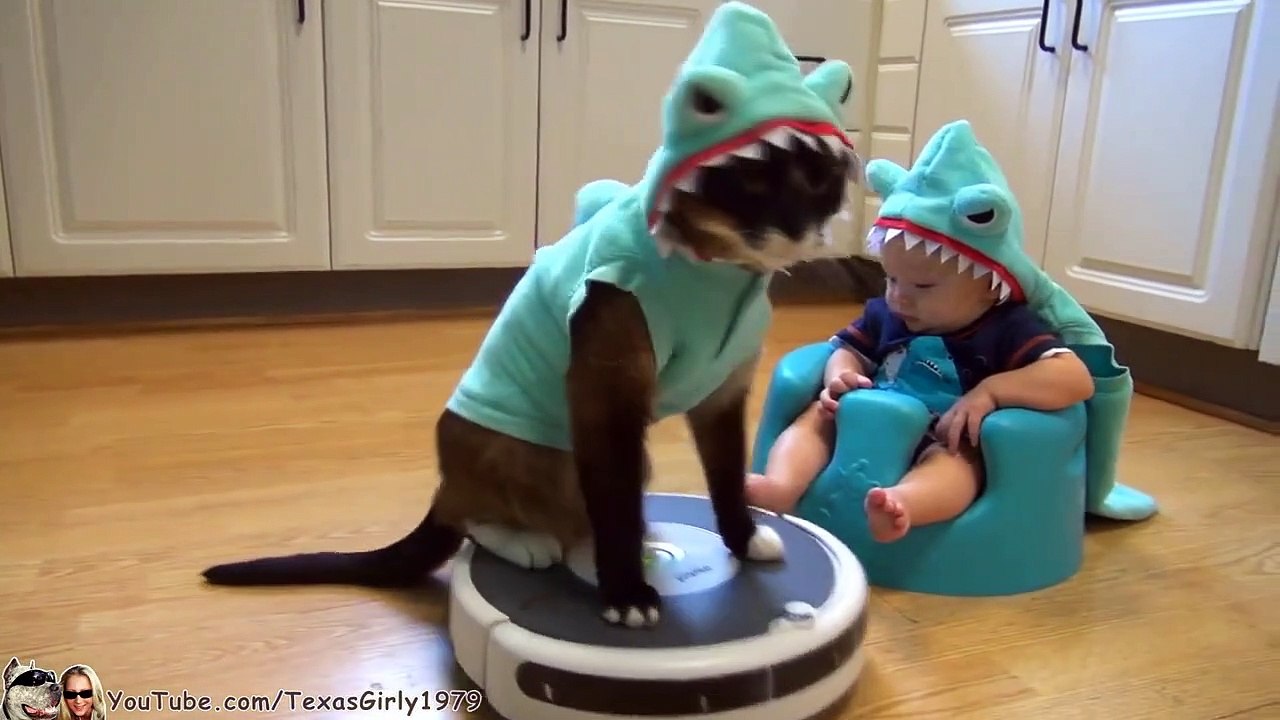 Quand un bébé et un chat déguisés en requin se rencontrent