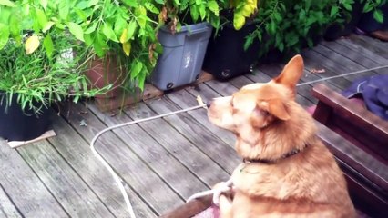 Un chien imite le hurlement d'un loup