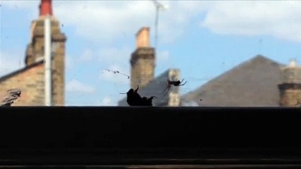 Un bourdon piégé sur une toile d’araignée secouru par un autre bourdon