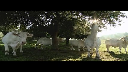 Bovines ou la vraie vie des vaches