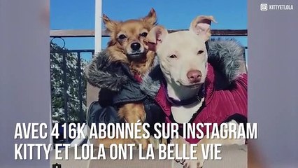 Kitty et Lola : Les deux chiennes stars de la youtubeuse Natoo !