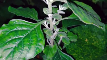 Bangla choti golpo | বাংলা চটি গল্প| গোপনে দেখুন