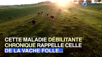 Inquiétudes autour d'une grave épidémie de cerfs-zombies