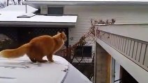 Un chat rate complètement son saut sur un toit