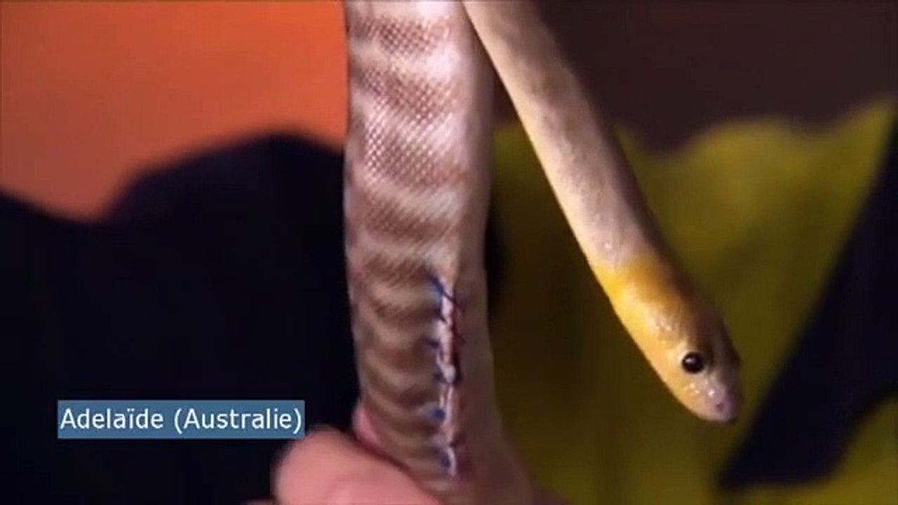 Ce python a été opéré après avoir avalé une pince à barbecue !