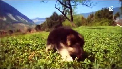 Le générique de 30 millions d'amis