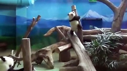 Yuan Zai, le bébé panda qui émeut Taïwan