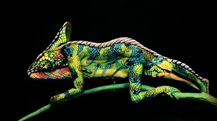 Ce que vous voyez n'est pas un caméléon !