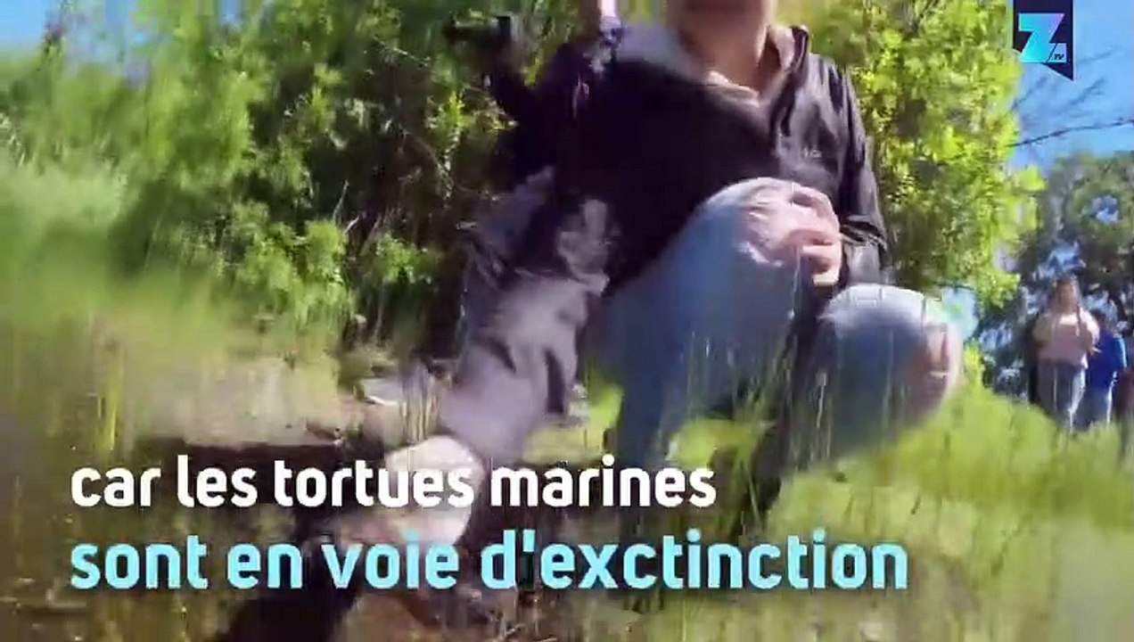 14 adorables petites tortues marines relâchées