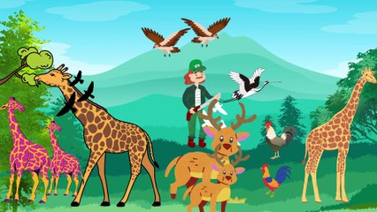 Video animasi - hutan - hewan hewan