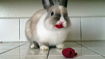 Un lapin mange des framboises et le résultat est assez drôle