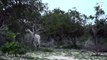 Deux espèces de girafes blanches très rares découvertes au Kenya