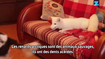 Vivre avec un renard, c'est possible !