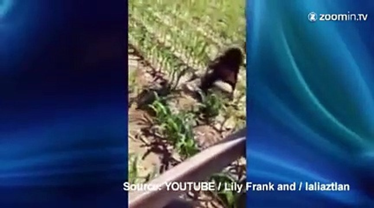 Des animaux qui ont foncé trop vite la tête la première