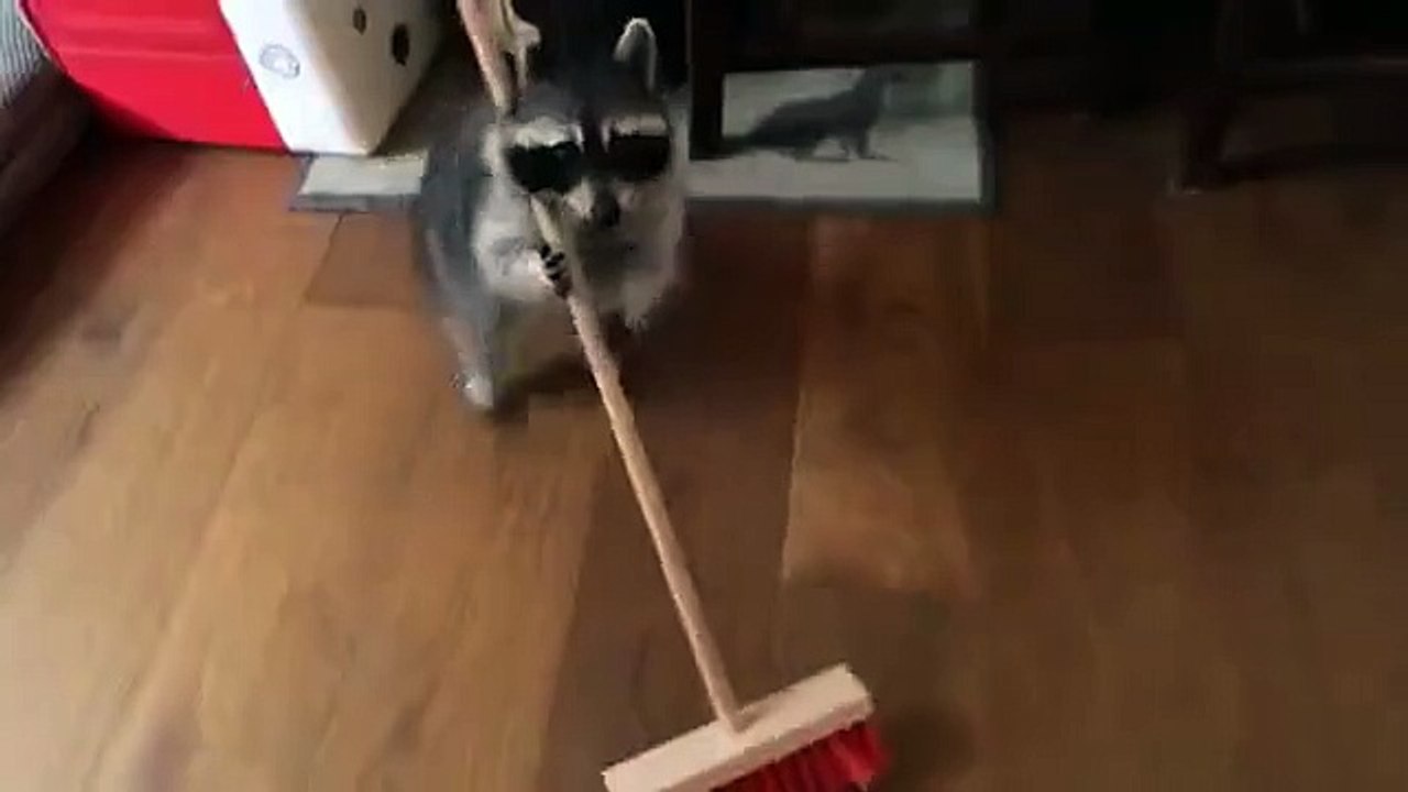 Un raton laveur passe le balai et demande une récompense !