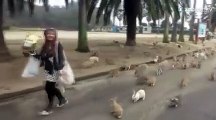 Une femme poursuivie par des dizaines de lapins !