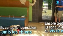 Des guépards et des chiots jouent ensemble !