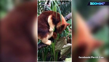 À quoi ressemble un bébé kangourou à la naissance ?