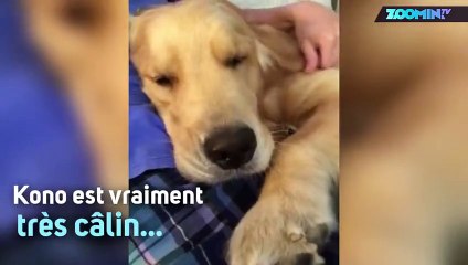 N'est-ce pas le chien le plus mignon du monde ?