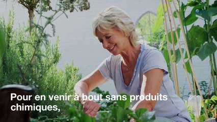 Désherber son jardin sans pesticides : la technique du bicarbonate de soude
