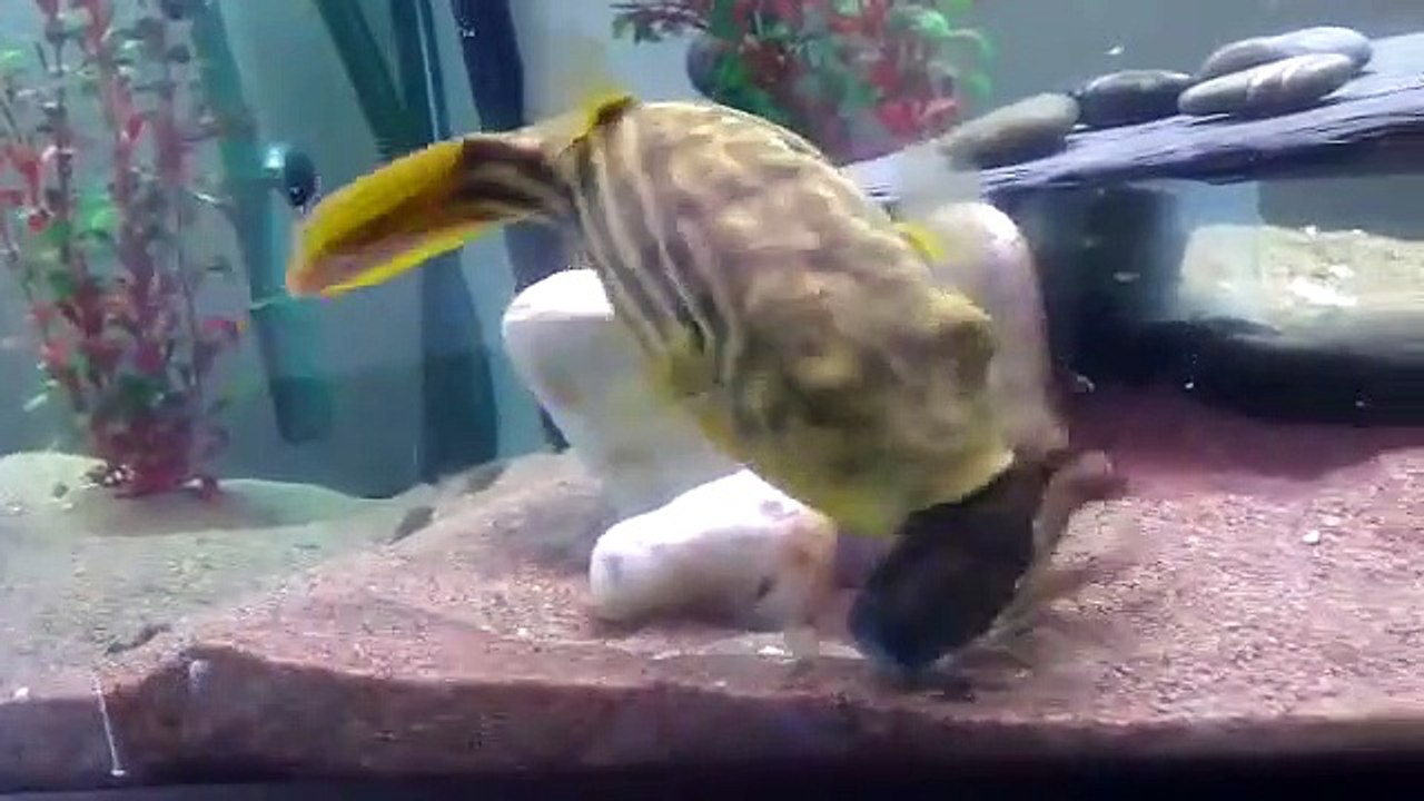 Ecrevisse vs. Poisson