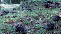Australie : la canicule tue les chauves-souris par milliers
