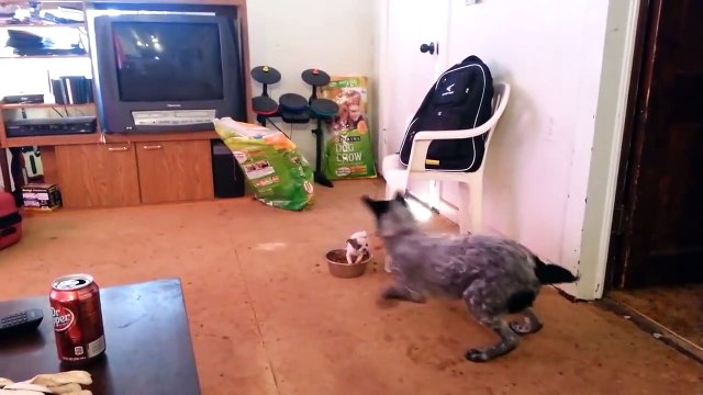 Un petit chien protège sa gamelle d'un gros chien