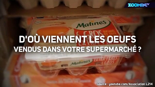 L214 dévoile l'horrible vie des poules pondeuses