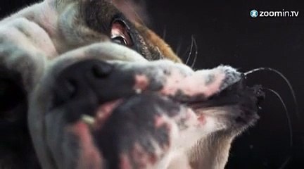 Des chiens dans tous leurs états..