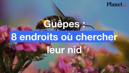 Guêpes : 8 endroits où chercher leur nid