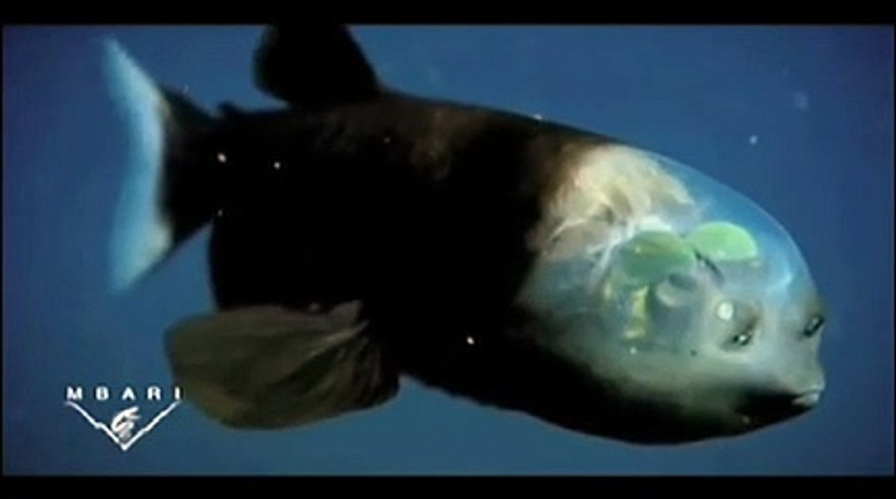 Découvrez le "poisson revenant" cet étrange poisson des profondeurs à la tête transparente