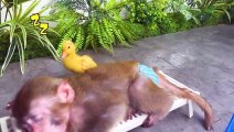 Monkey Baby Bon Bon feeds baby with a bottle and plays with ducklings in the pool(480P)