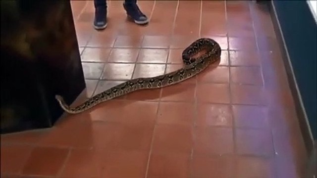 Elle découvre un boa de deux mètres chez elle en rentrant chez elle