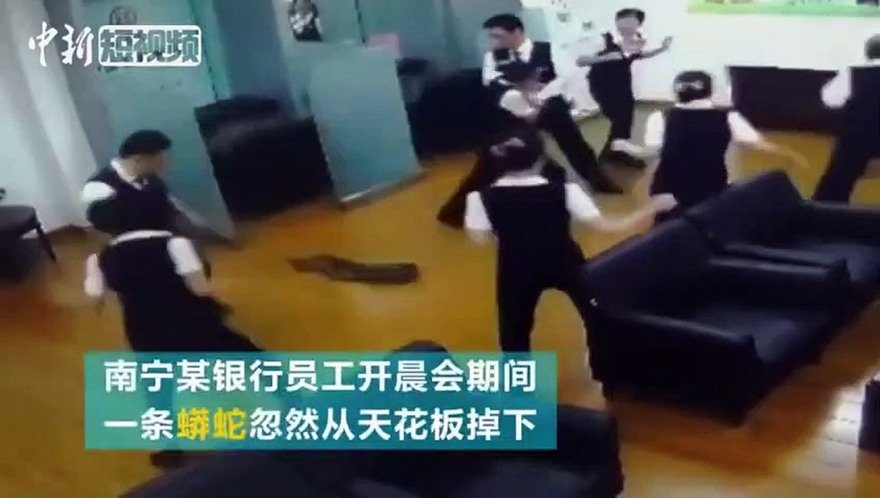 Un python tombe du plafond en pleine réunion !