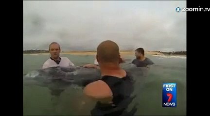 Des nageurs sauvent un dauphin échoué