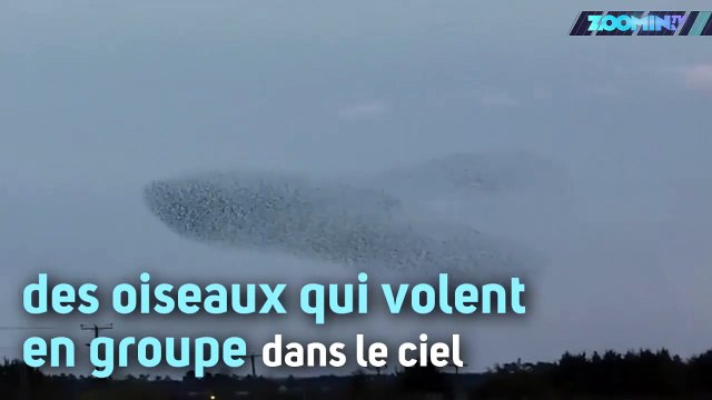 Ce ballet d'oiseaux a illuminé le ciel britannique