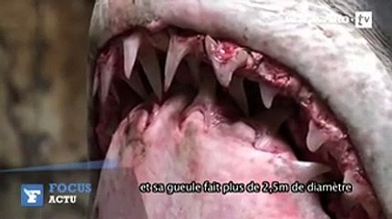 Un requin Mako géant pêché au large de la Californie
