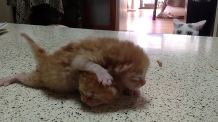 Un chat entraîne deux chatons au combat