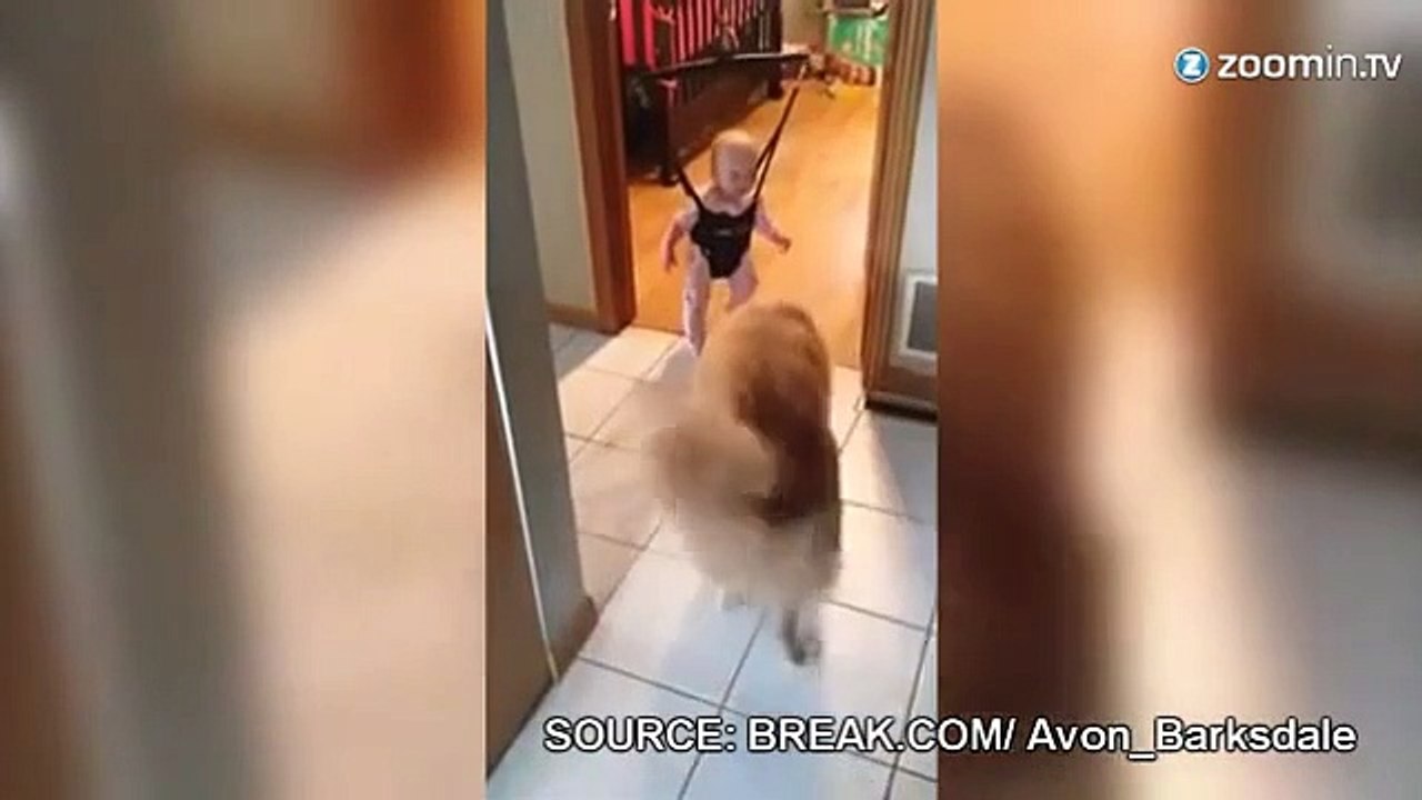 Un chien apprend à un bébé comment sauter