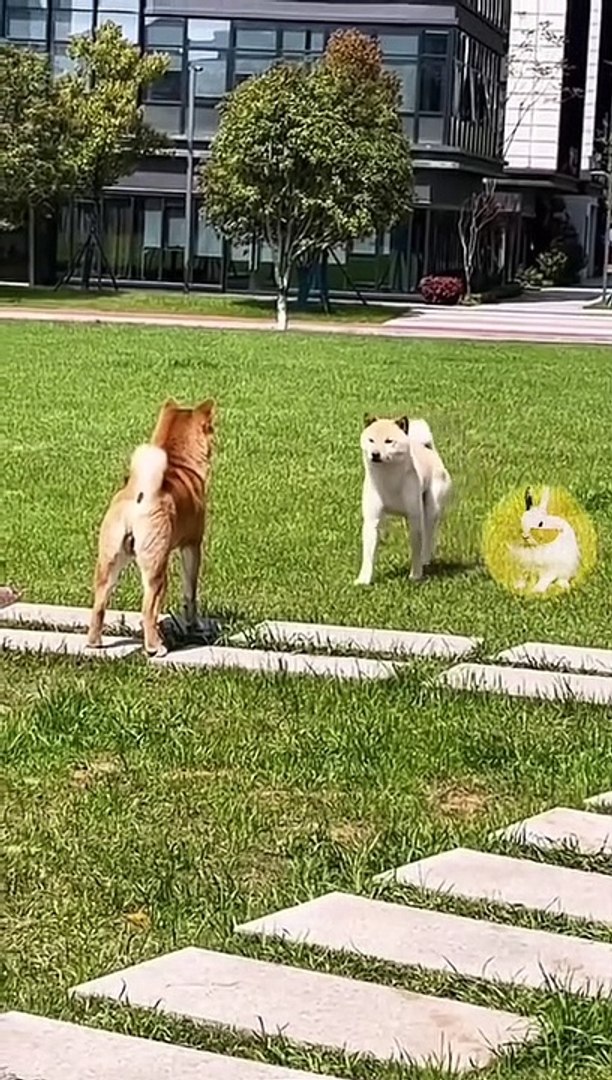 Funny pets videos