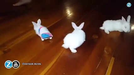 Un lapin à roulettes, star du net !