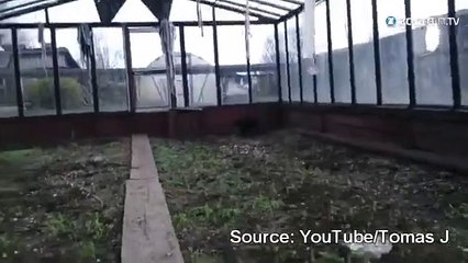 Ce chat défonce une vitre pour s'enfuir !