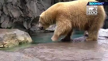 Un ours blanc essaye d'attraper du poisson