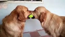 Deux chiens se disputent la même balle de tennis