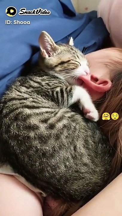 kucing menghisal kuping