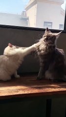 Pov: The mafia boss and He's girl